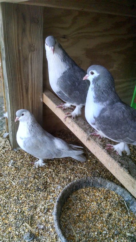 Fancy Pigeons Thread!! - Page 2