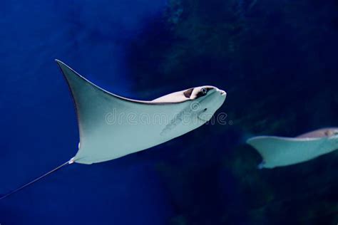 206 Stingray Mouth Stock Photos - Free & Royalty-Free Stock Photos from Dreamstime