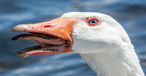 PsBattle: The inside of a ducks mouth : photoshopbattles