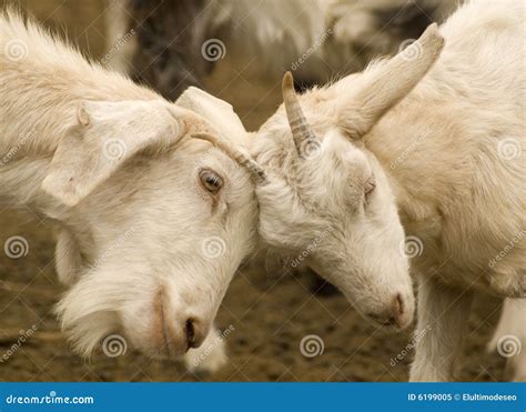 Fighting goats stock image. Image of loving, child, goats - 6199005