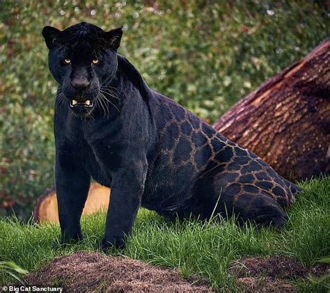 A Precious Arrival: Female Black Jaguar Cub Born at Kent Big Cat ...