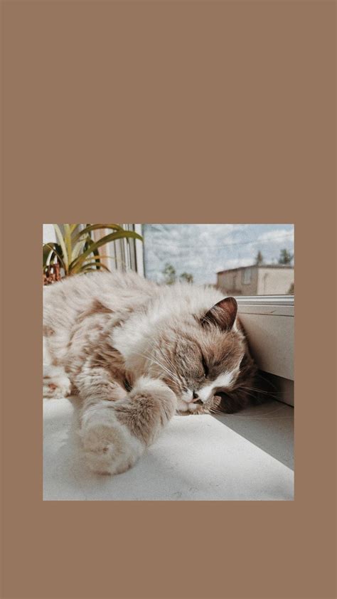 Aesthetic and Vsco cat wallpaper | Фото животных, Животные