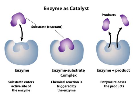 How enzymes work - Talking Pools Podcast News