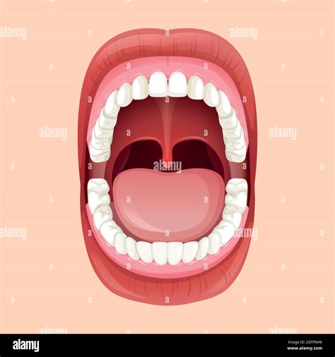 Anatomy Of The Human Mouth Stock Vector Image & Art - Alamy