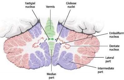 Cerebellum - Atlas of Anatomy. Head and Neuroanatomy. Michael Schuenke