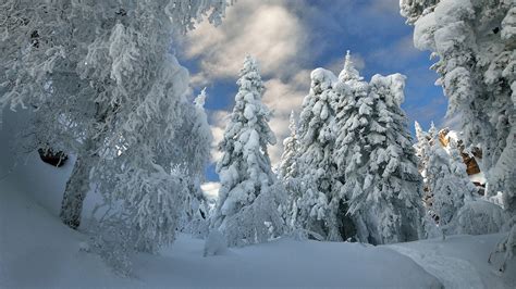 Snow Covered Forest With Snow Covered Trees During Winter HD Nature ...