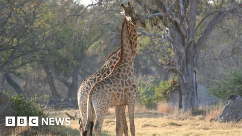 Giraffes facing 'silent extinction' as population plunges - BBC News