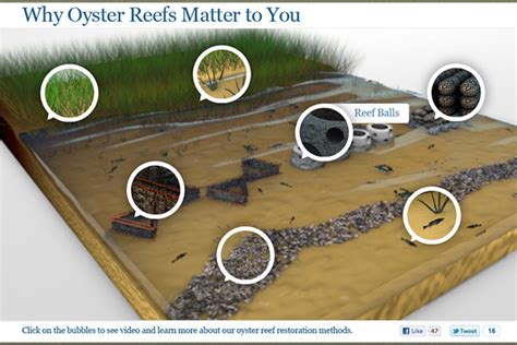 TNC: Oyster Reef Restoration on Behance