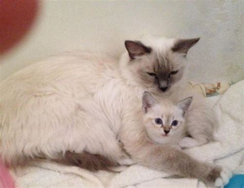 A Ragdoll Tabby Mix Kittens! Beautiful Markings! for Sale in Fontana, California Classified ...