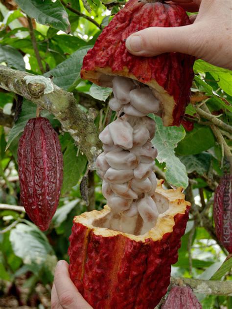 Different Tips about How to Grow Cacao, Make Your Own Chocolate ...