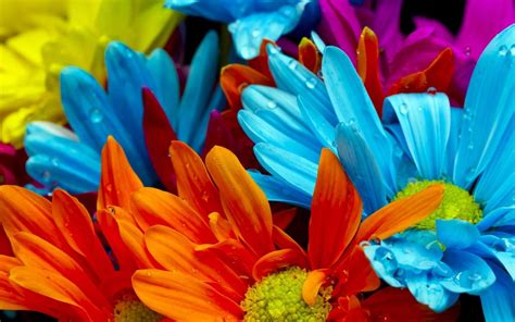 Rainbow Color Flowers HD Wallpaper | Hd Wallpaper