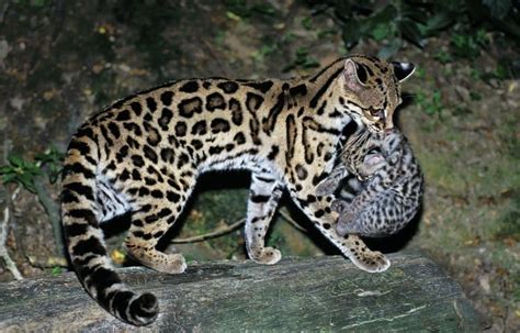 14 Mesmerising Margay Facts - Fact Animal