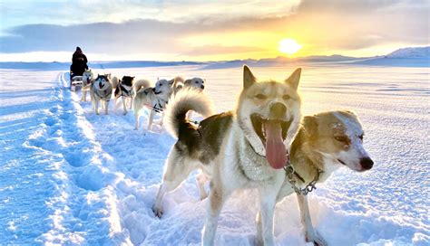 Dog Sledding in Iceland