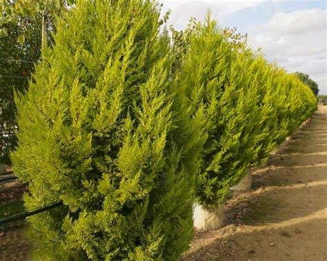 GardensOnline: Cupressus macrocarpa