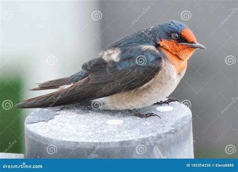 Bird Swallow /martlet Close Up Stock Photo - Image of natural, garden ...