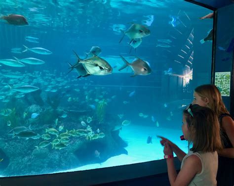 florida keys aquarium encounters. – lidbom family life