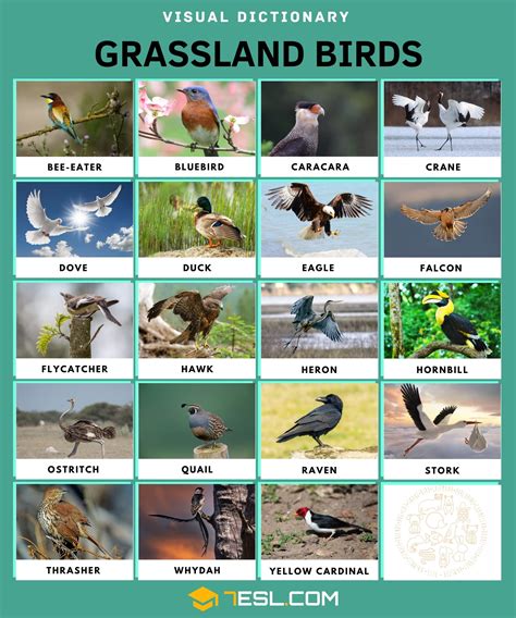 Grassland Animals And Plants Names