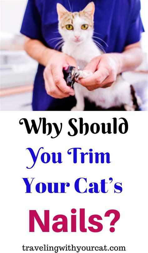 Why should you trim your cat’s nails? | Cats, Pretty cats, Cat care