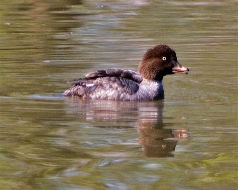 Free picture: barrows, goldeneye, hen, duck, bird