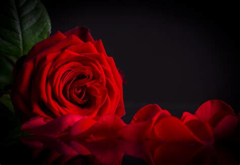 Red Rose Black Background | Gallery Yopriceville - High-Quality Free ...