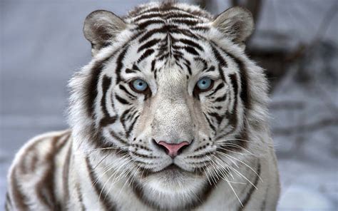 Beautiful White Tiger Wallpaper | Gallery Yopriceville - High-Quality ...