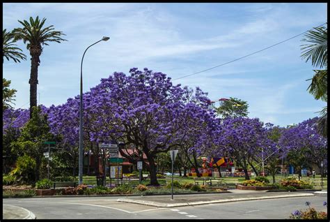 Grafton Jacaranda Festival New South Wales | Grafton Living