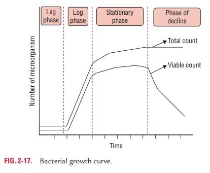 Bacterial Growth Curve