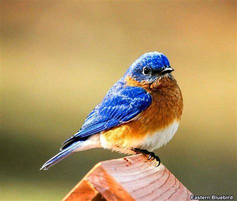 Top 15 BEST Birds of Missouri | State Bird of Missouri | BioExplorer