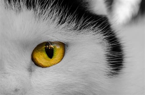 Cat's Eye Free Stock Photo - Public Domain Pictures