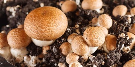 Complete Guide To Cremini Mushrooms | GroCycle