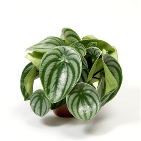 Buy Peperomia Watermelon foliage plant online at plantsguru.com