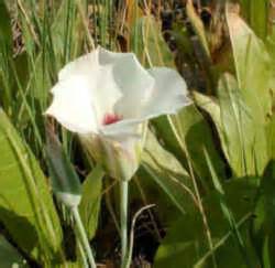 Utah State Flower: Sego Lily