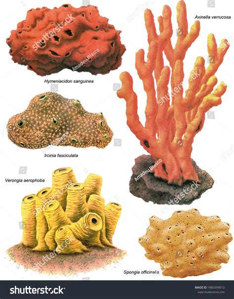 Zoology Invertebrates Porifera Sponges Various Species Stock Illustration 1985599013 | Shutterstock