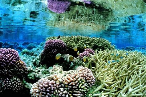 Free picture: coral, gardens, underwater, landcape, scenic