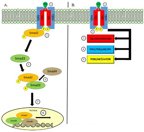 Wnt Signaling Pathway Genes