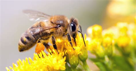 5 Methods of Bee Removal Without Killing Them-Professional Pest Control