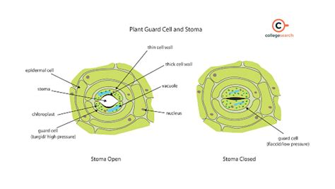 Stomata: Structure, Types, Definition, Diagram, Functions and Mechanism ...