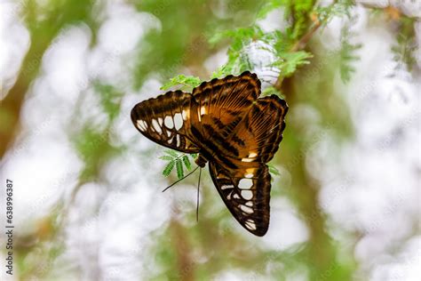 Brown Clipper Butterfly "Parthenos sylvia philippensis" feeding on fern plant. Insects wings ...