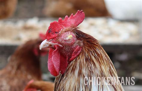 Eye Infections In Chickens: 12 Causes & Treatments | Chicken Fans