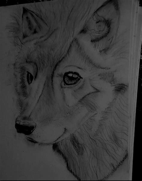 Wolf sketch by Imnottthatcool on DeviantArt