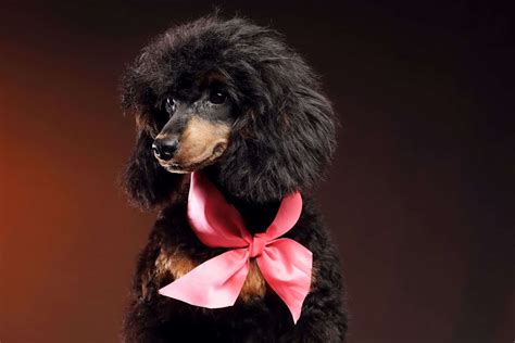 Phantom Poodle - The Color And Beyond