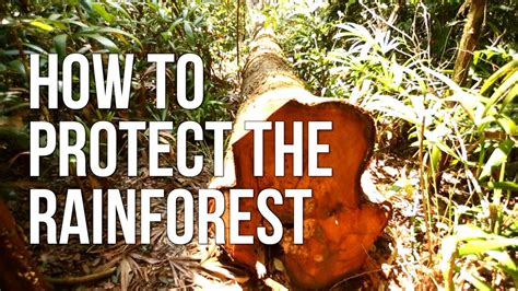 How to Protect the Rainforest - YouTube