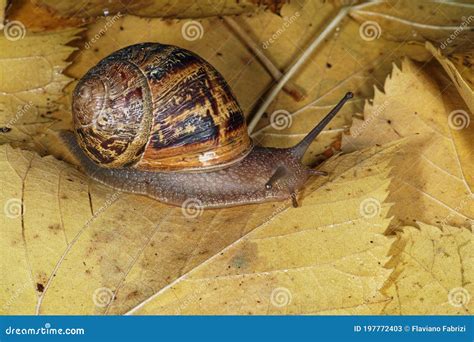 Helix Aspersa Muller, Maxima Snail, Organic Farming, Snail Farming, Edible Snails On Wooden ...