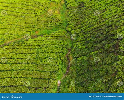 Aerial View of Tea Plantation, Shot from Drone Stock Photo - Image of ...