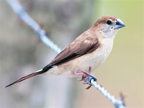 白喉文鳥 - eBird