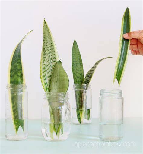 Propagate Sansevieria (Snake Plant): 3 Easy Ways! | Snake plant ...