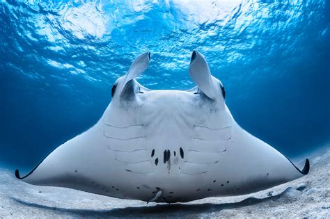 Reef Manta Ray | Smithsonian Ocean