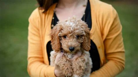 12 Absolutely Adorable Dog Breeds with Curly Hair | The Dog People by ...