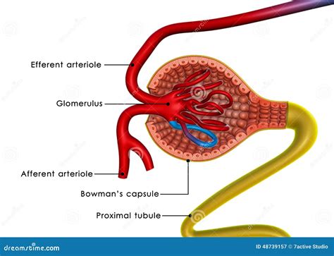 Excretion stock illustration. Illustration of organ, physiology - 48739157