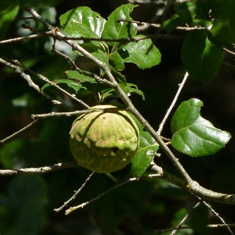 Gall of Live Oak Apple Gall Wasp (Callirhytis quercuspomif… | Flickr